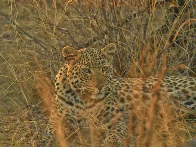 Leopard, Okonjima